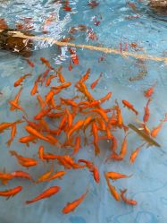 -萌宠亲子动物乐园(槐房万达店)