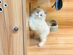 -猫十亿·布偶金渐层·曼基康矮脚猫舍(青年路店)