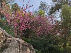 -铁山坪森林公园