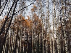 -五营红松林海景区