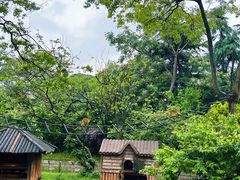 -上海野生动物园