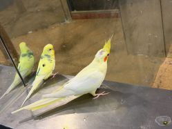 点击看大图 -神奇动物撸宠馆·羊驼·小浣熊·异宠(豫园店)