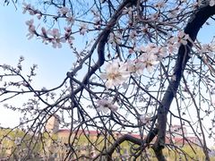 -桃花堤公园