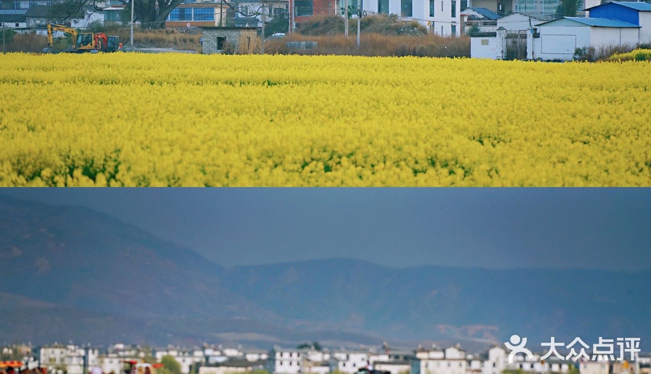 大理旅行|喜洲油菜花田，好像来到宫崎骏的世界