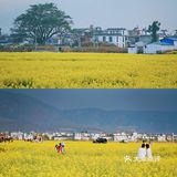 大理旅行|喜洲油菜花田，好像来到宫崎骏的世界