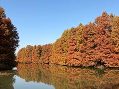 -上海海湾国家森林公园