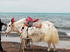 -青海湖国家重点风景名胜区