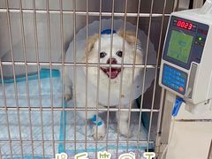 -菲尔斯特宠物医院