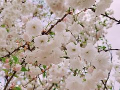 -天适樱花悠乐园