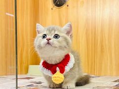 -欣宠猫屋·矮脚拿破仑·蓝金金渐层
