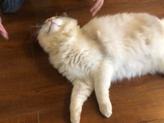 -Meowの猫咖(万家丽店)