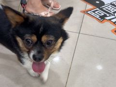 -佳雯宠物医院·皮肤科·内外科(春晓路分院)