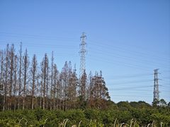 -上海长兴岛郊野公园