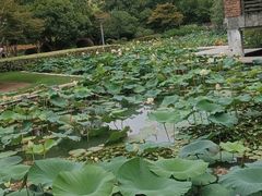 -青枫公园