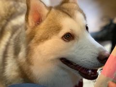 -Husky Go! 哈士奇体验馆·宠物咖啡厅狗咖