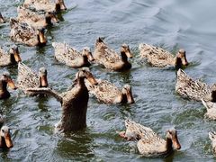 -野鸭湖国家湿地公园