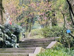 -南山植物园