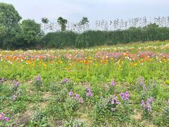 -紫颐香薰山谷景区