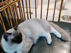 -喵喵咪呀布偶猫咖(春熙路店)