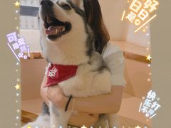 -Husky Go! 哈士奇体验馆·宠物咖啡厅狗咖