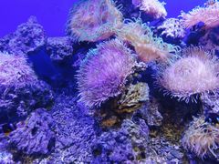 -芜湖新华联大白鲸海洋公园