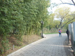 -紫竹院公园冰场