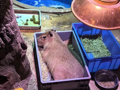-正佳雨林生态植物园