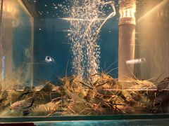 -钳真多钓虾馆·小龙虾海鲜烧烤(九六广场店)