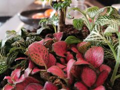 -北京三里屯CHAO酒店