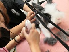 -1013 PET SHOP精品宠物商店(丁香店)