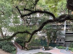 -香港大学