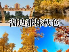 -金塔沙漠胡杨林景区