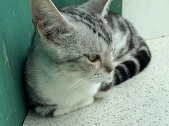 -飞行喵MR PILOT|猫舍·猫咖(静安大融城店)