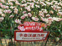 -洛阳郁金香牡丹园