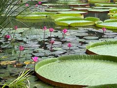 -中国科学院西双版纳热带植物园