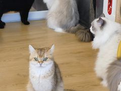 -有喵·猫咖·狗咖·30几只猫10只小狗(岗厦店)