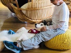 -Husky Go! 哈士奇体验馆·宠物咖啡厅狗咖