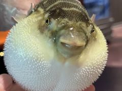 -肆月河豚·淮扬菜·湘菜(华天店)