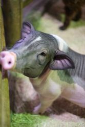 -Zoolung Zoolung动物主题公园(海信广场店)