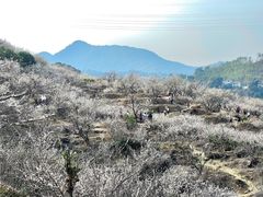 -广州市流溪河国家森林公园