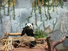 -深圳野生动物园