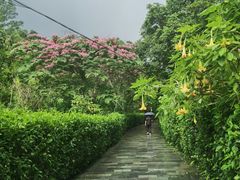 -野象谷景区
