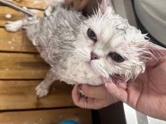 -喵百万·布偶·蓝金金渐层英短·猫舍(百子湾店)