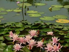 -国家植物园