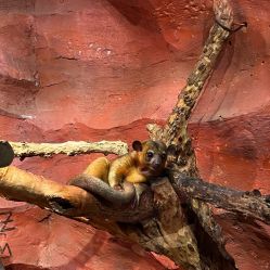 -Zoolung Zoolung动物主题公园(海信广场店)