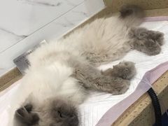 -伟伟宠物医院·CT影像中心·瑞派犬猫综合性门诊(汉口总院)