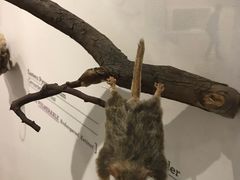 -墨尔本博物馆(Melbourne Museum)