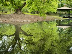 -上海共青森林公园