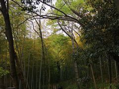 -上海佘山国家森林公园天马山园