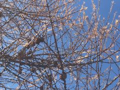 -叠溪松坪沟景区